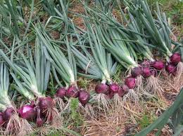 bawang merah